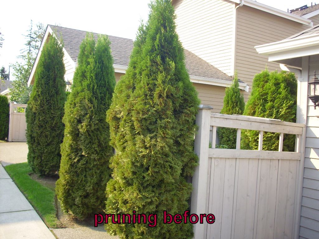 775329232-pruning4before
