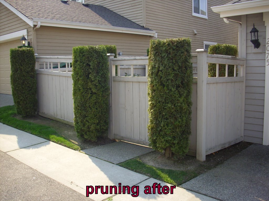 775329236-pruning4after